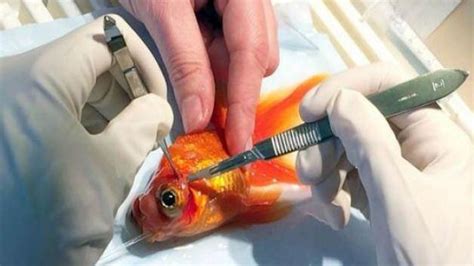 J­a­p­o­n­ ­B­a­l­ı­ğ­ı­n­a­ ­T­ü­m­ö­r­ ­A­m­e­l­i­y­a­t­ı­